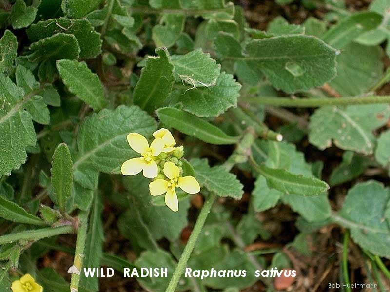 Wild Radish, Yellow
